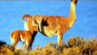 Descubre 5 Fascinantes Datos Sobre el Guanaco, el Ícono de la Patagonia