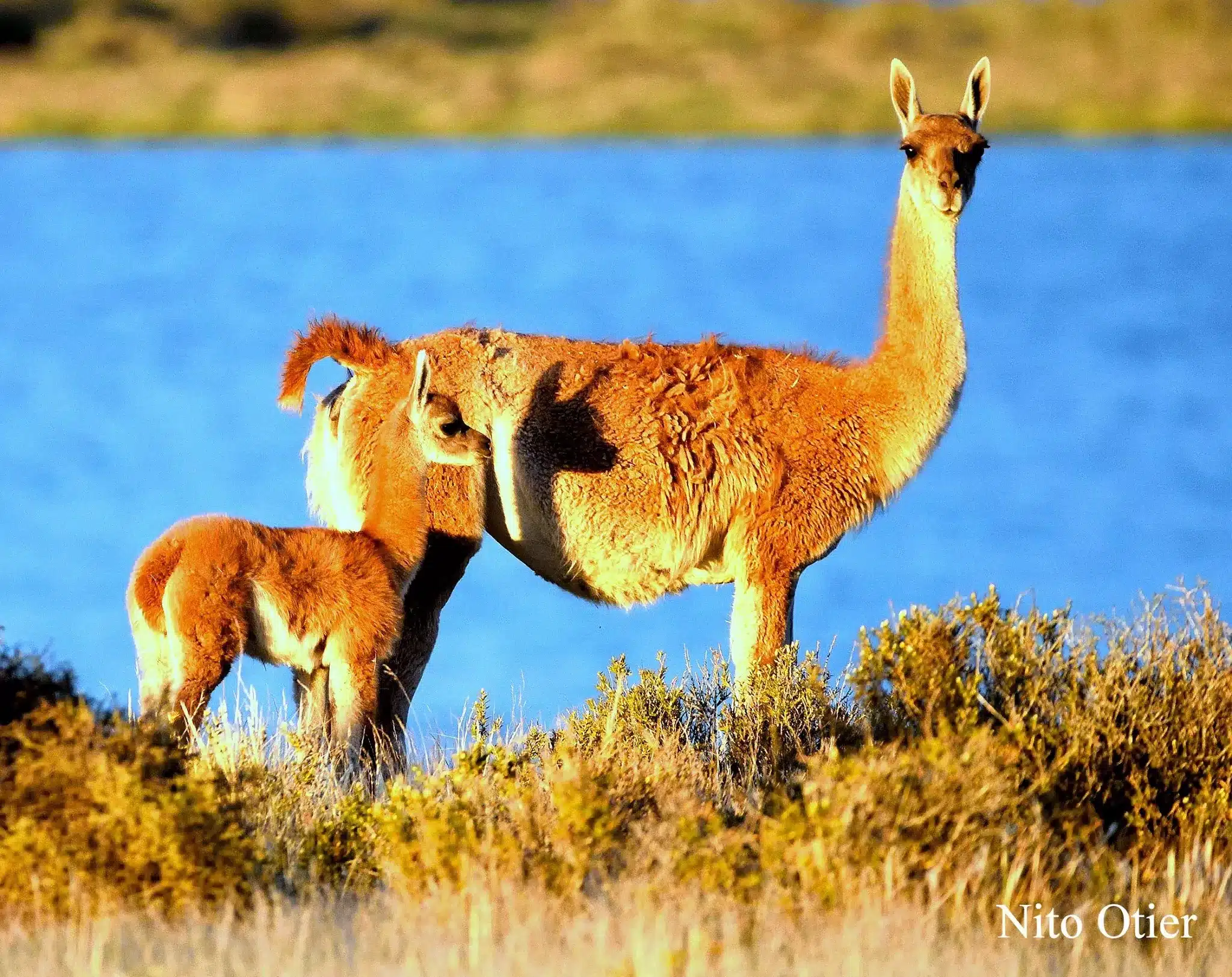 Descubre 5 Fascinantes Datos Sobre el Guanaco, el Ícono de la Patagonia ...