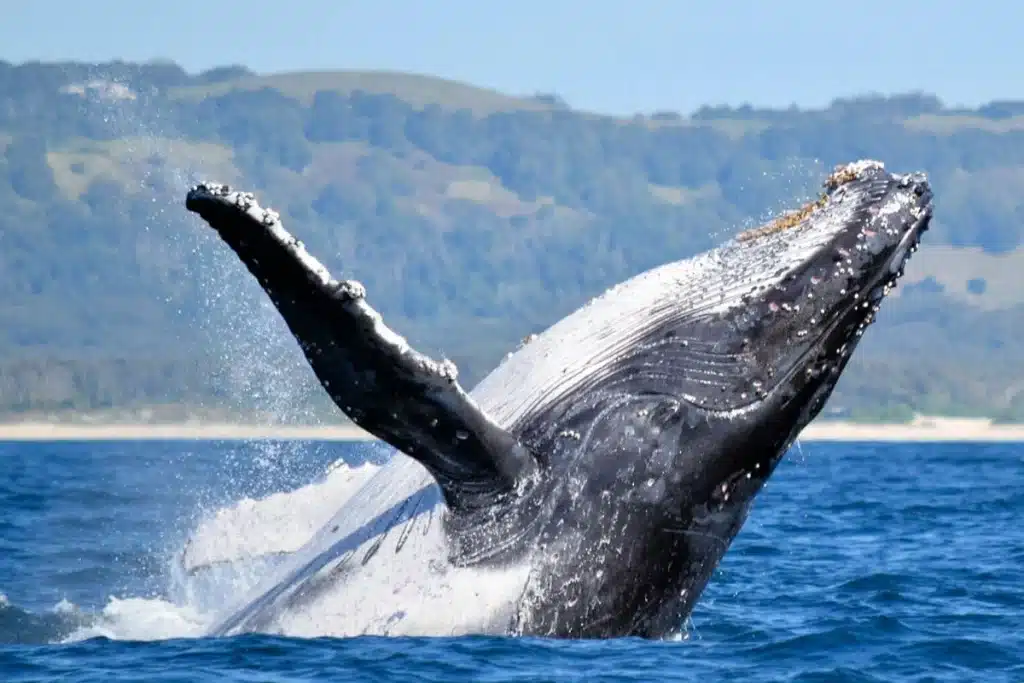 Temporada de Ballenas en Puerto Madryn