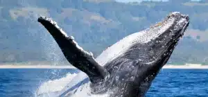 Temporada de Ballenas en Puerto Madryn