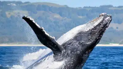 Temporada de Ballenas en Puerto Madryn