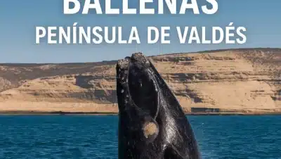 “Ballena franca austral saltando del mar frente a los acantilados de la Península de Valdés, bajo un cielo azul, con el texto ‘Temporada de Ballenas – Península de Valdés’.”